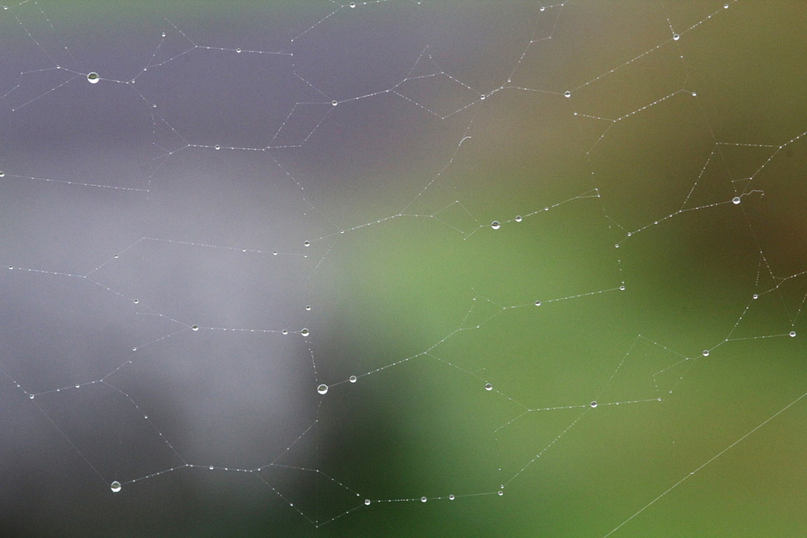 Water Drops on Spider Web, Solway View, Kirkcudbright